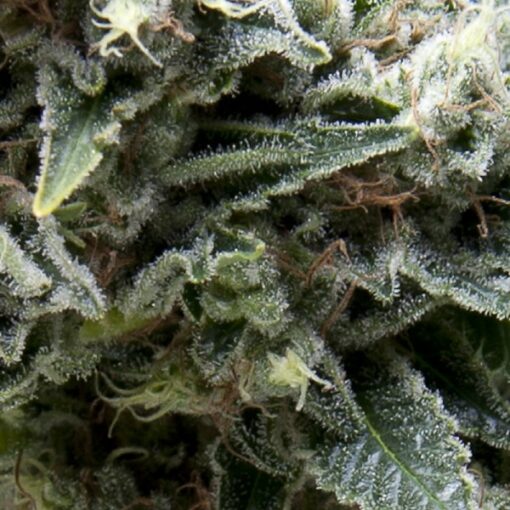 Auto New York City CBD fem. Pyramid Seeds