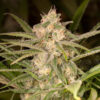 Auto No Name fem. Medical Seeds