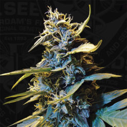 Auto Northern Hog fem. T.H. Seeds