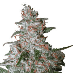 Auto Northern Light fem. Nirvana