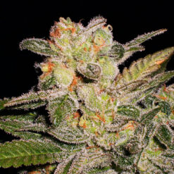 Auto Northern Lights. Expert Seeds
