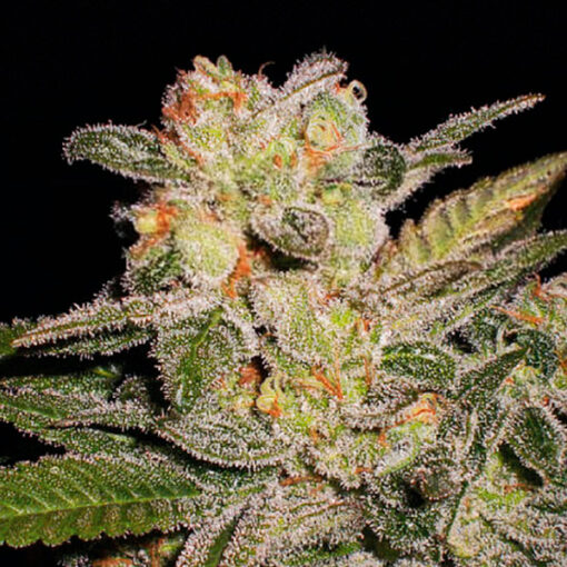 Auto Northern Lights. Expert Seeds