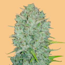 Auto Northern Lights fem. FastBuds Seeds