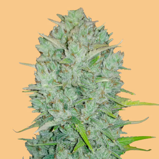Auto Northern Lights fem. FastBuds Seeds
