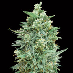 Auto Northern Lights XXL fem. 00 Seeds