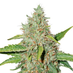 Auto Northern Lights fem. Seedstockers