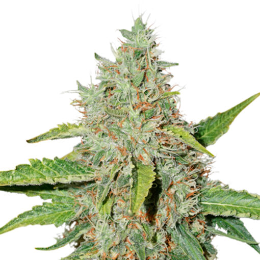 Auto Northern Lights fem. Seedstockers