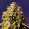Auto Northern Lights x Big Bud. Expert Seeds