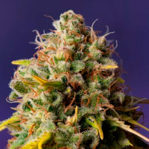 Auto Northern Lights x Big Bud. Expert Seeds