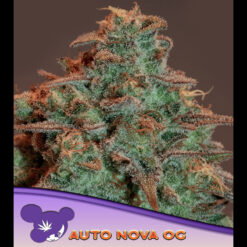 Auto Nova OG fem. Anesia