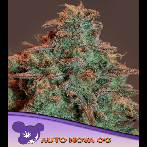 Auto Nova OG fem. Anesia