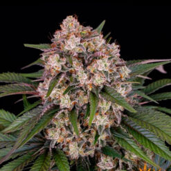 Auto OG Kush fem. Barney's