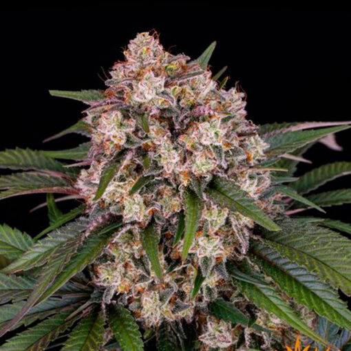 Auto OG Kush fem. Barney's