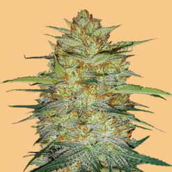 Auto OG Kush fem. FastBuds Seeds