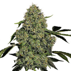 Auto OG Kush fem. White Label