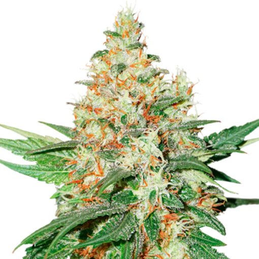 Auto O.G. Kush fem. Seedstockers