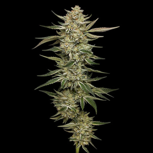 Auto OG Triploid 3 u. fem Humbold Seeds Company