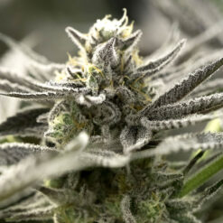 Auto OGKZ fem. Humboldt Seed Organization