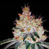 Auto OGesus. Expert Seeds