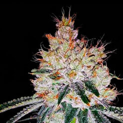 Auto OGesus. Expert Seeds