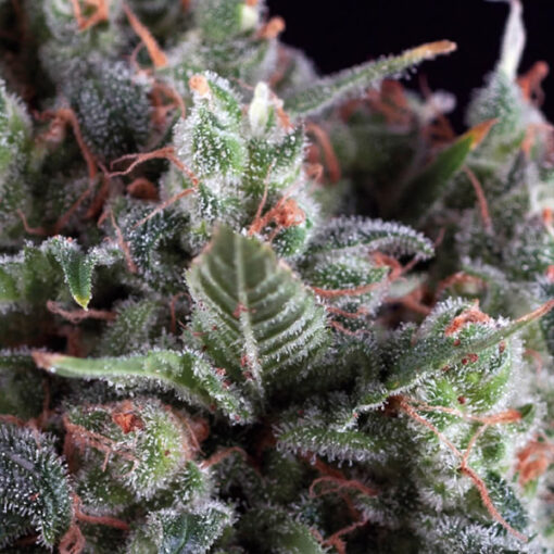 Auto Olympia fem. Pyramid Seeds