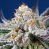 Auto Orange Apricot Glue XL fem. Sweet Seeds