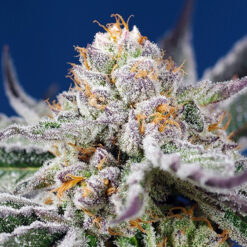 Auto Orange Apricot Glue XL fem. Sweet Seeds