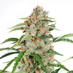 Auto Orange Bud fem. Dutch Passion