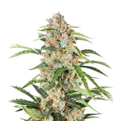 Auto Orange Bud fem. Nirvana