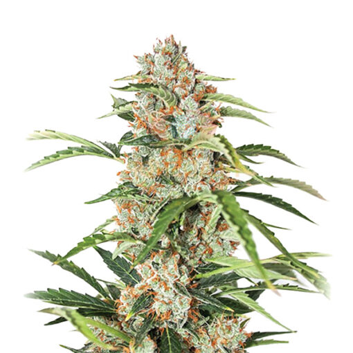 Auto Orange Bud fem. Nirvana