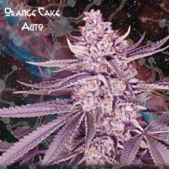 Auto Orange Cake fem. Nemeseeds