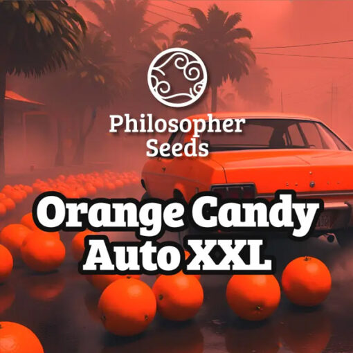 Auto Orange Candy XL 5 u fem  Philosopher