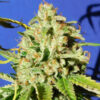Auto Orange Diesel fem. Original Sensible