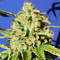 Auto Orange Diesel fem. Original Sensible