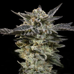 Auto Oreoz fem. 00 Seeds