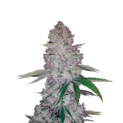 Auto Original Glue fem. Nirvana