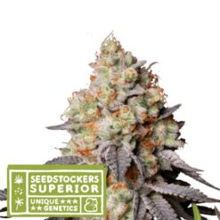 Auto Panty Punch fem. Seedstockers Superior
