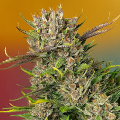 Auto Papaya Zoap fem. Sweet Seeds