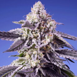 Auto Permanent Jealousy XL fem. Sweet Seeds
