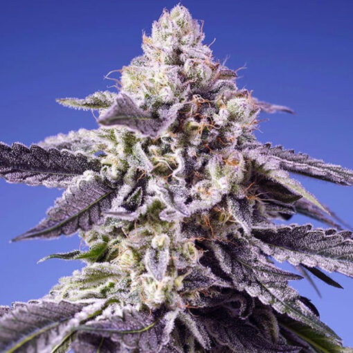 Auto Permanent Jealousy XL fem. Sweet Seeds