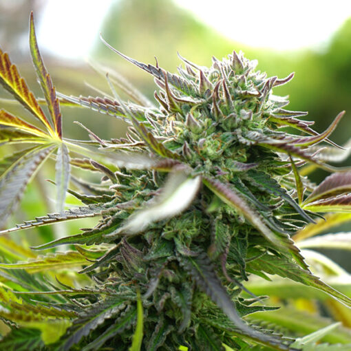 Auto Pineapple Chem fem. Humboldt Seed Organization