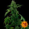 Auto Pineapple Express fem. Barney's