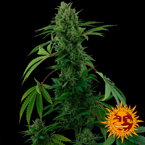 Auto Pineapple Express fem. Barney's