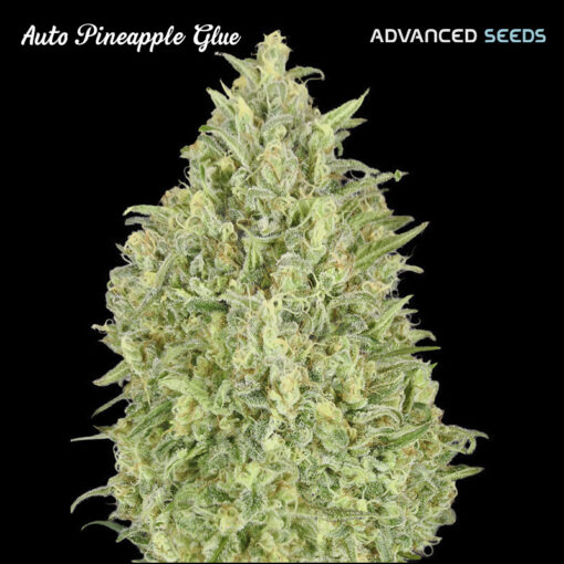 Auto Pineapple Glue fem. Advanced Seeds