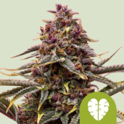 Auto Pink Mist fem. Royal Queen