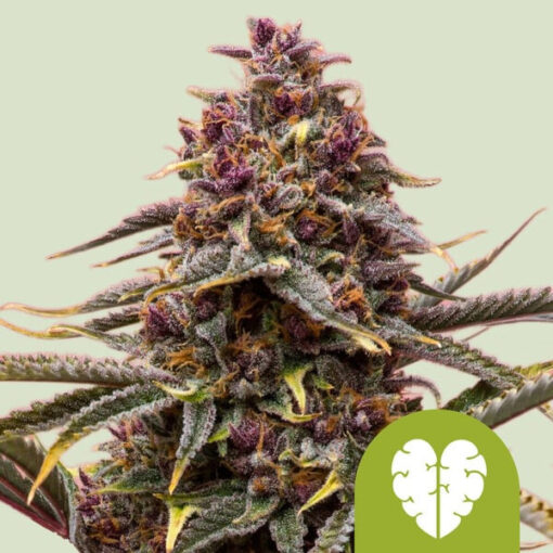 Auto Pink Mist fem. Royal Queen