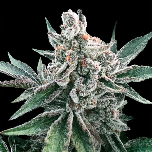 Auto Polar Gelato  by Sherbinskis". Silent Seeds"