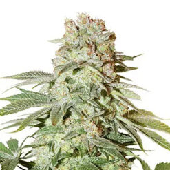 Auto Power Plant fem. Dutch Passion