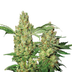 Auto Pure Power Plant fem. Nirvana