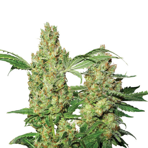 Auto Pure Power Plant fem. Nirvana
